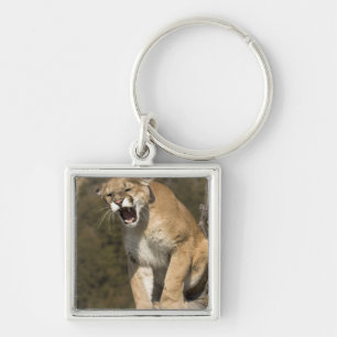 Chaveiro Puma ou leão-da-montanha, puma concolor, Cativo -