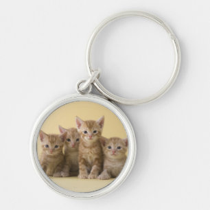 Chaveiro Quatro gatinhos de Shorthair do americano