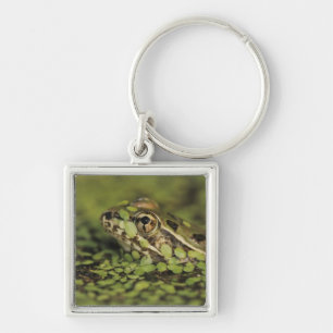 Chaveiro Rã-leopardo-do-rio-grande, Rana berlandieri,