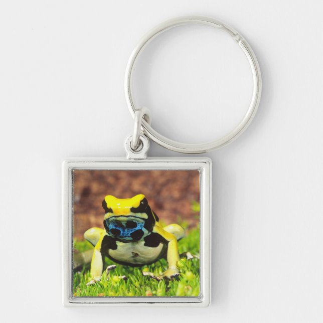 Chaveiro Rã venenosa, Dendrobates tinctorius, (Frente)
