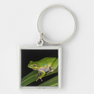 Chaveiro Rã-verde (Hyla cinerea) 2