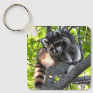 Chaveiro Raccoon em uma árvore