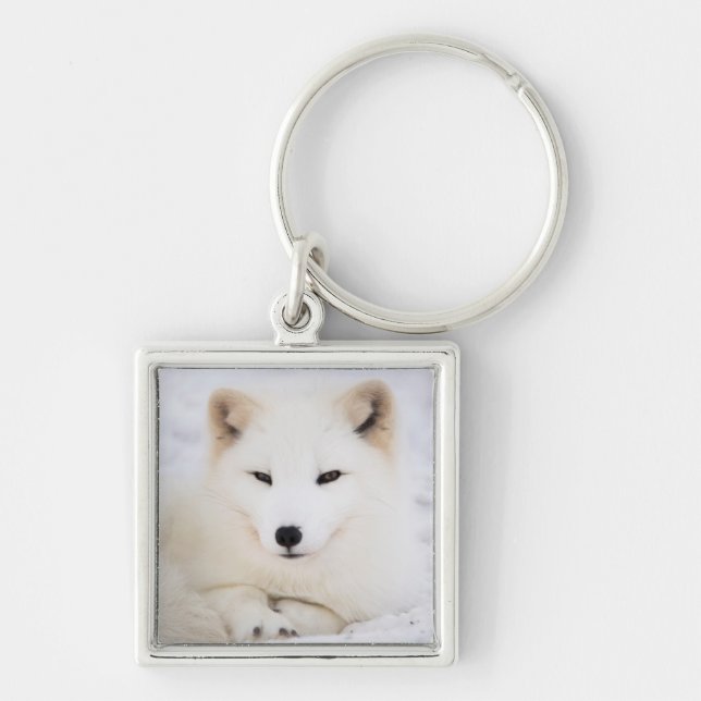 Chaveiro Raposa polar-árctica branca na neve (Frente)