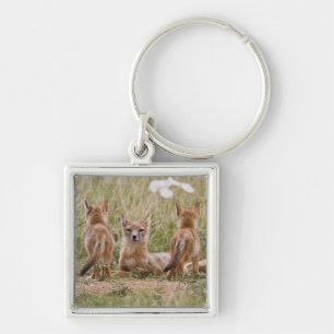 Chaveiro Raposa Veloz (Vulpes velox) fêmea com filhotes em