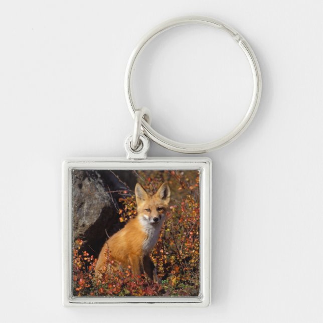 Chaveiro raposa vermelha, Vulpes vulpes, em cores de outono (Frente)