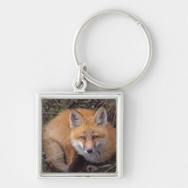 Chaveiro raposa vermelha, Vulpes vulpes, em cores de queda (Frente)