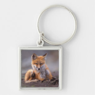 Chaveiro raposa-vermelha, Vulpes vulpes, filhote coçando-se