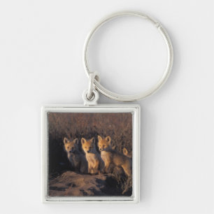 Chaveiro raposa-vermelha, Vulpes vulpes, filhotes