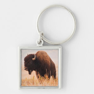 Chaveiro Rebanho de Bisontes Americanos (Bison Bison) em Te