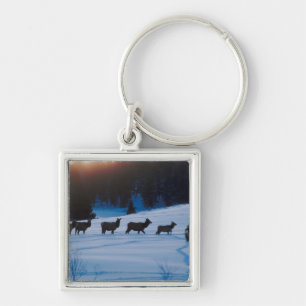 Chaveiro Rebanho dos alces que anda através do campo