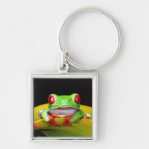 Chaveiro Red Eye Treefrog, callidryas de Agalychinis,