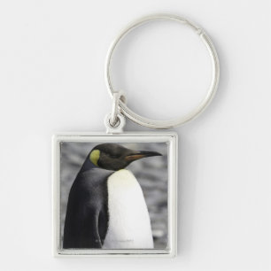 Chaveiro Rei pinguim, planície de Salisbúria, Geórgia su