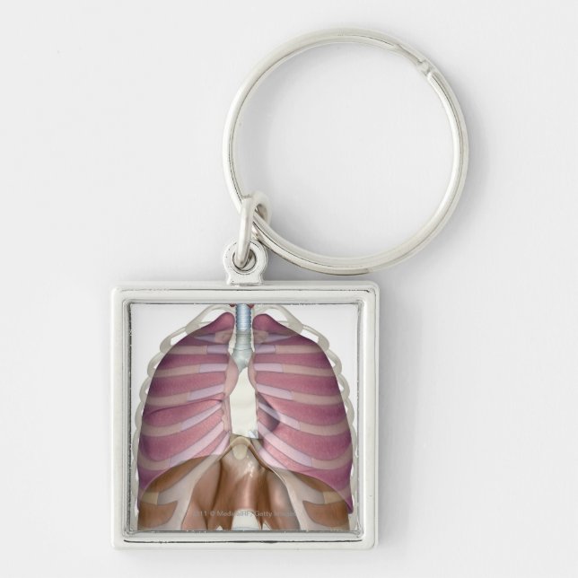 Chaveiro rendição 3d do sistema respiratório (Frente)