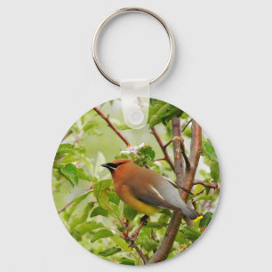 Chaveiro Resting Cedar Waxwing