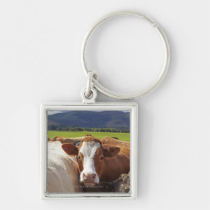 Chaveiro Retrato de um par de vacas no campo no