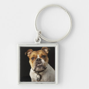 Chaveiro Retrato do buldogue tan e branco com colar