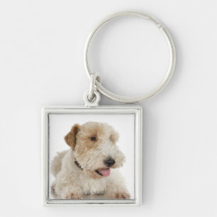 Chaveiro Retrato do estúdio do filhote de cachorro Wheaten