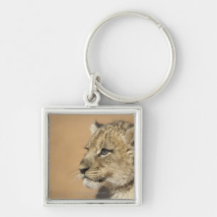 Chaveiro Retrato do filhote de leão (Panthera Leo), Namíb