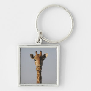 Chaveiro Retrato do girafa (camelopardalis do Giraffa),