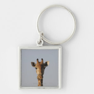 Chaveiro Retrato do girafa (camelopardalis do Giraffa)