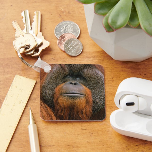 Chaveiro Retrato do Orangutango macho, Geórgia, EUA (Mesa)