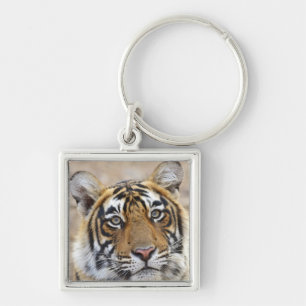 Chaveiro Retrato do Tigre-de-bengala-real, Ranthambhor