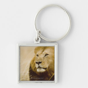 Chaveiro Retrato masculino do leão (Panthera leo), Masai