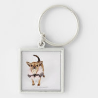 Retrato subtil de uma chihuahua do Teacup