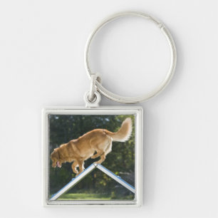 Chaveiro retriever pato-anunciando de Nova Escócia