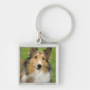 Chaveiro Rough Collie, cão
