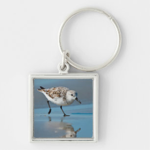 Chaveiro Sanderling (Calidris Albe) se Alimentando na Praia