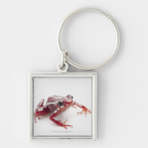 Chaveiro sapo Branco-listrado 2 do dardo do veneno