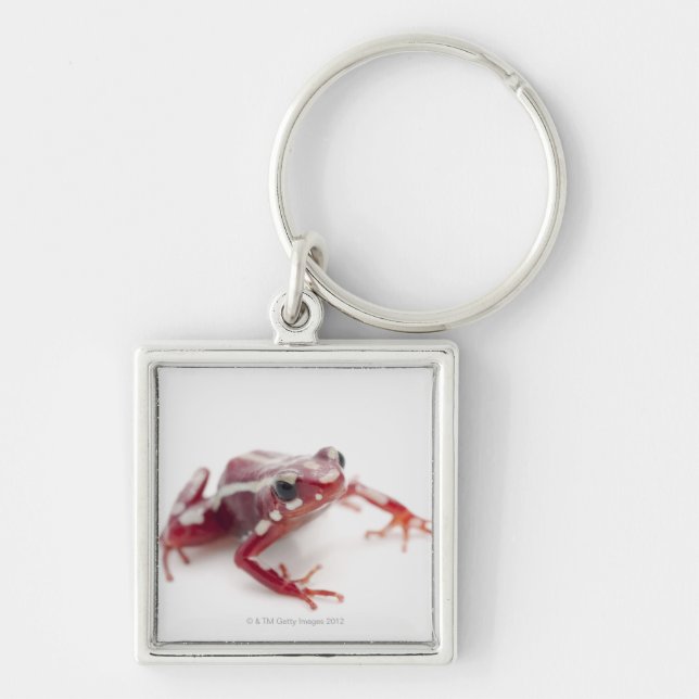 Chaveiro sapo Branco-listrado 2 do dardo do veneno (Frente)