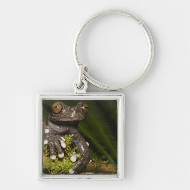 Chaveiro Sapo de Árvore de Tapichalaca Capacitária Hiloscir (Frente)