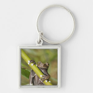 Chaveiro Sapo de Árvore de Tapichalaca Capacitária Hiloscir