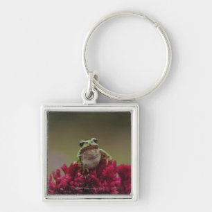 Chaveiro Sapo de árvore japonês (japonica do Hyla) em
