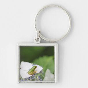 Chaveiro Sapo de árvore que senta-se em um Hydrangea, Hyog