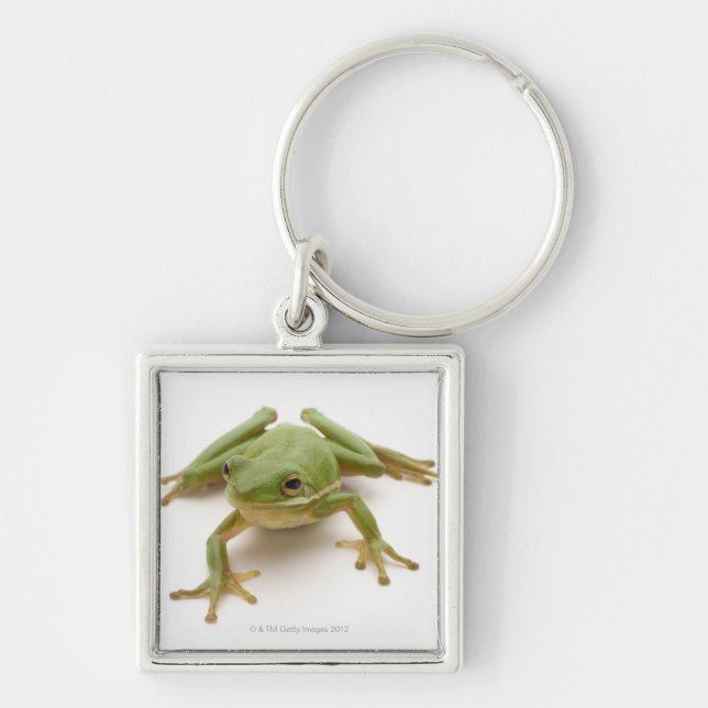 Chaveiro Sapo de árvore verde (Frente)