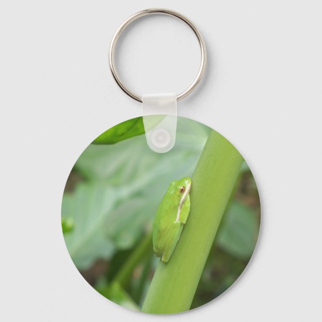 Chaveiro sapo de árvore verde com sono (Frente)