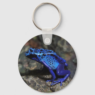 Chaveiro Sapo de dardos azuis, Sapo azul brilhante