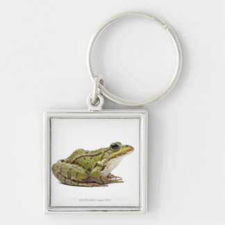 Chaveiro Sapo europeu comum ou sapo comestível