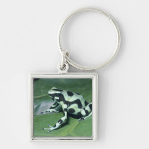 Chaveiro Sapo Veneno, (Dendrobates auratus) Cahuita
