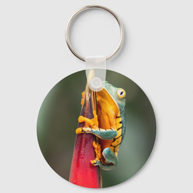 Chaveiro Sapo verde-laranja  de árvore de macacos com perna (Frente)