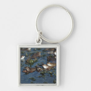 Chaveiro Sapos engraçados