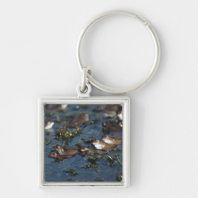 Chaveiro Sapos engraçados (Frente)