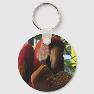 Chaveiro Scarlet Macaw Comendo Brinde