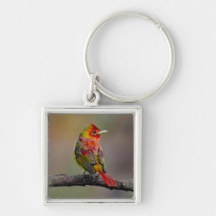 Chaveiro Scarlet Tanager Molting - Fotografia original
