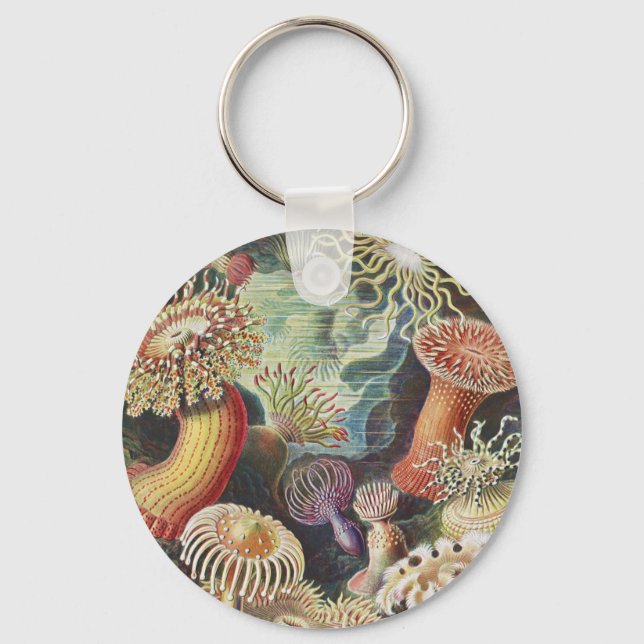 Chaveiro Sea Anemones, Actiniae Seeanemonen Ernst Haeckel (Frente)
