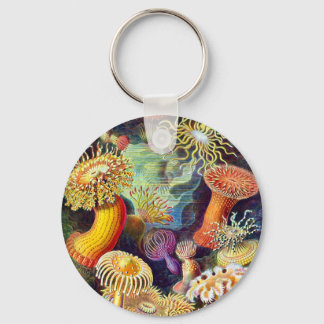 Chaveiro Sea Anemones Ernst Haeckel Belas Artes