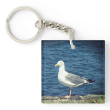 Seagull No Compartimento